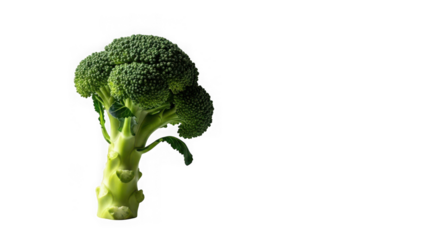 Fresh green broccoli head isolated, healthy vegetable food ingredient.