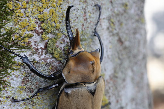 The elephant beetle (Megasoma elephas) is a member of the family Scarabaeidae and the subfamily Dynastinae. Elephant beetles are Neotropical rhinoceros beetles.