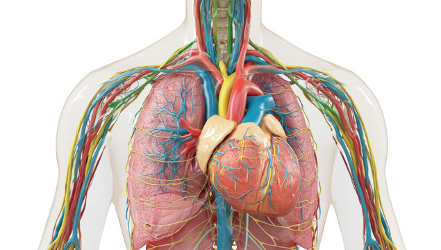 Human torso anatomy, transparent