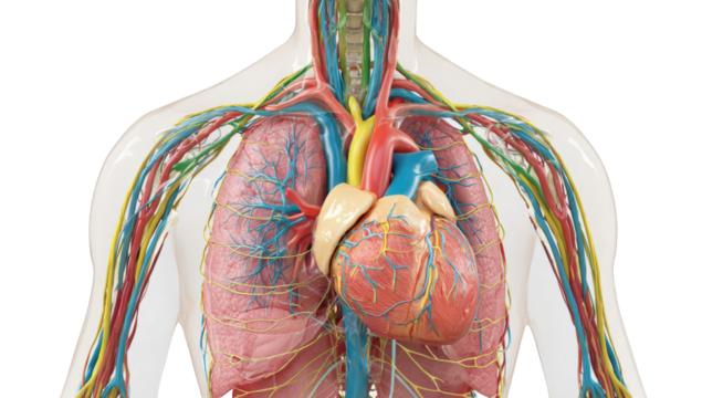 Human torso anatomy, transparent