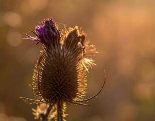 Close-up view of a dried thistle head illuminated by warm, golden sunlight