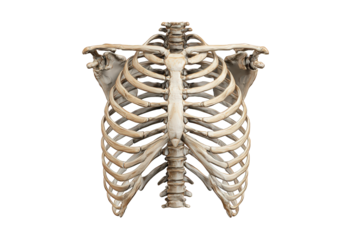 3D rendered human rib cage (1)