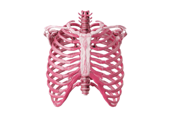 3D rendered pink human ribcage