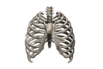 3D model of the human rib cage (1)
