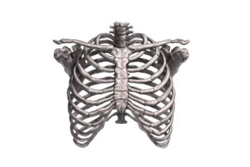 Detailed anatomical model of the human ribcage