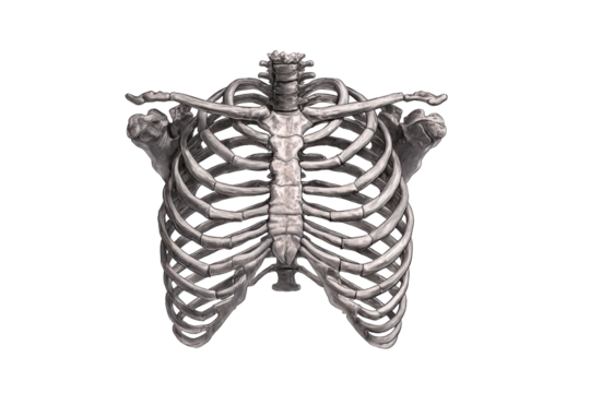 Detailed anatomical model of the human ribcage