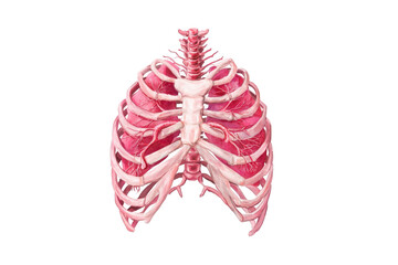 Detailed anatomical illustration of the human rib cage and lungs