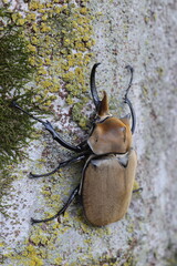 The elephant beetle (Megasoma elephas) is a member of the family Scarabaeidae and the subfamily Dynastinae. Elephant beetles are Neotropical rhinoceros beetles.