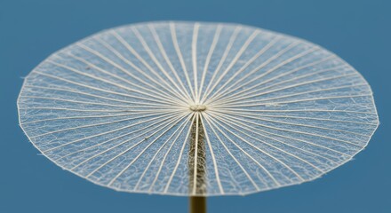 Delicate parachute structure of a seed is displayed against a muted blue background