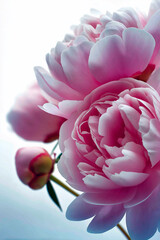 Abstract Floral Fusion background with a surreal twist. Geometric shapes seamlessly meld with vibrant flowers in shades of pastel pink soft colirs, smoothy design