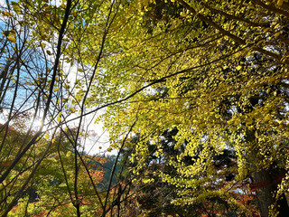 青空とイチョウの木