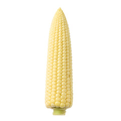 Single Fresh Yellow Corn Cob with Green Stem Isolated on White Background
