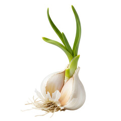 Single Garlic Bulb Sprouting Green Leaves Isolated on White Background