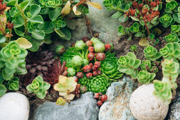 Succulents growing among rocks and greenery in a garden pond setting  