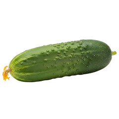 Single Green Cucumber with Spikes and Flower on a Transparent Background