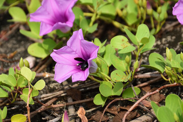 Purple Morning Glory with Pollinating Bee on Rocky Ground