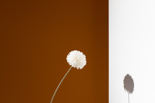 Flor de crisantemo blanca decorativa sobre fondo blanco y naranja