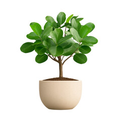 Fototapeta premium Small indoor tree with lush round green leaves in beige pot, perfect for home decoration and adding natural freshness to any space