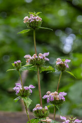 Phlomoides tuberosa displays vibrant flowers in a lush green setting during the early summer afternoon