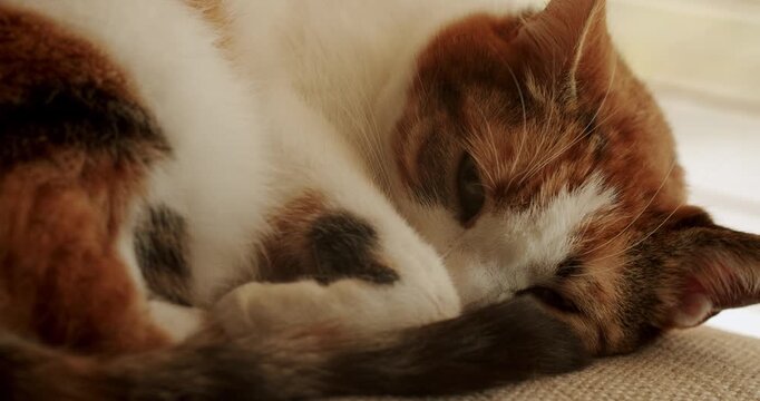 A cute calico cat sleeps peacefully on a beige cushion, curled up with its tail tucked around its body. The cat's fur is a mix of orange, white, and black, creating a beautiful pattern.