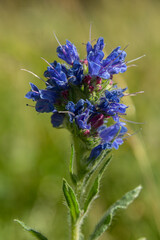Viper's bugloss flower Echium vulgare flourishing in the wild during summer on a sunny day amidst green surroundings