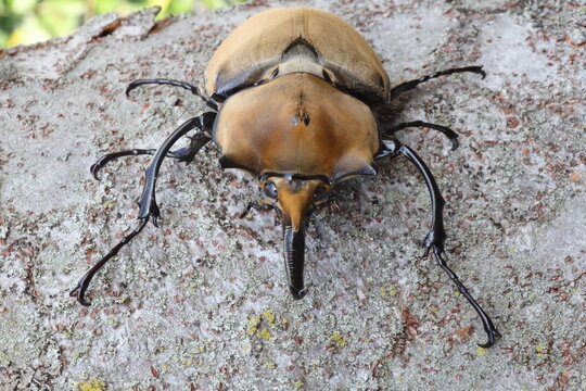 The elephant beetle (Megasoma elephas) is a member of the family Scarabaeidae and the subfamily Dynastinae. Elephant beetles are Neotropical rhinoceros beetles.