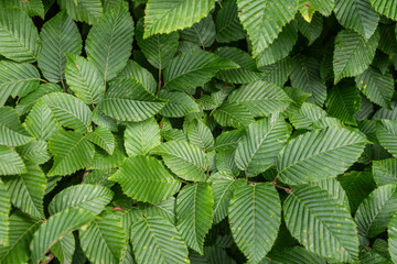 Foliage of Carpinus betulus in a lush green setting showcasing the smooth and serrated edges of the leaves under natural light