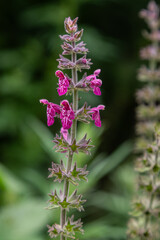 Fototapeta premium Stachys sylvatica also known as Hedge Woundwort blooming with vibrant pink flowers in a lush green environment during the summer season
