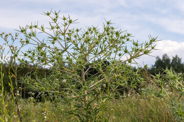 Field eryngo thrives in a natural landscape with a clear sky showcasing its unique spiky green structure in an open meadow during summer