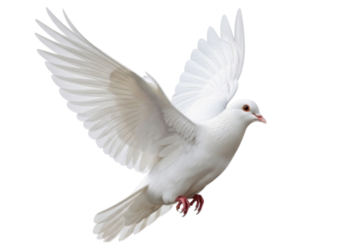 A white dove in flight, with wings spread, isolated on transparent background