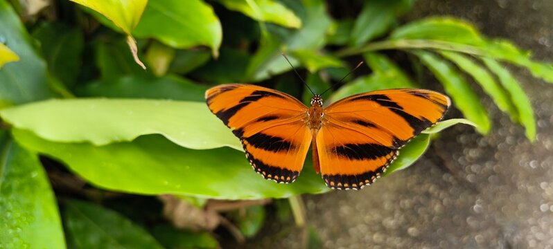 Amazing close-up of an orange butterfly in a greenhouse near Bordeaux, Aquitaine, France, during a lovely summer afternoon, the insect is resting on a leaf.