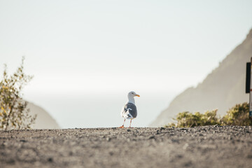 Seagull sitting on a cliff in California