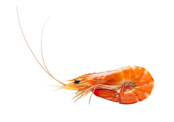 A single cooked shrimp with long antennae, isolated on transparent background