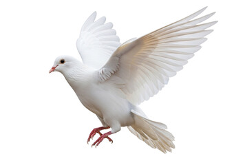 Fototapeta premium White dove flying isolated on transparent background