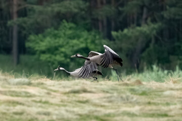 Two Gray Cranes In Field
