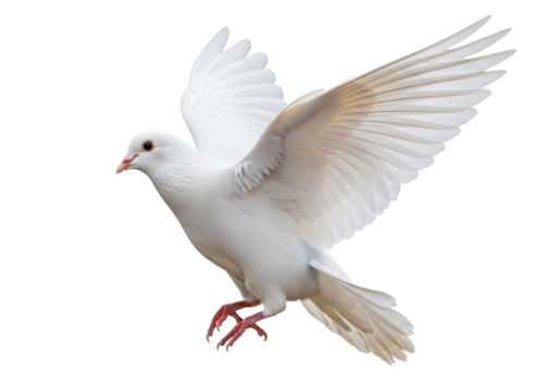 White dove flying isolated on transparent background