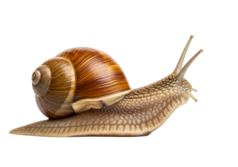 A garden snail slowly crawling on a white surface, isolated on transparent background