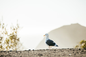 Seagull sitting on a cliff in California