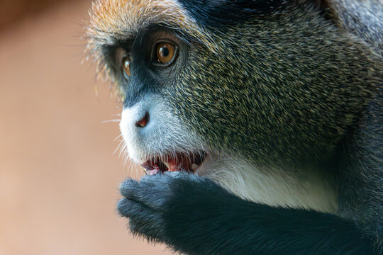 De Brazza's monkey (Cercopithecus prohibitus)is feeding
