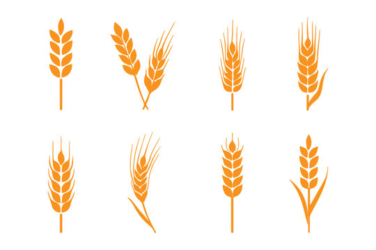 set of wheat ears, Wheat Ears Silhouette Set, A collection of eight black vector icons depicting various styles of wheat and rye ears with stalks, wheat icon, Grey Cereals icon set with rice, wheat.