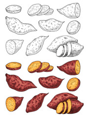 Whole, slice and half sweet potato. Vintage engraving vector color illustration. Isolated on white background.