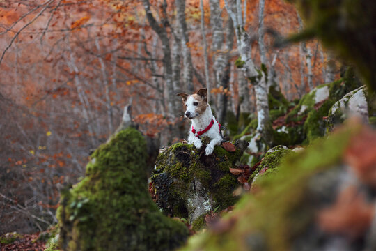 A Jack Russell Terrier balances on mossy stones as golden and red leaves surround the forest floor. The composition highlights its playful curiosity and autumn textures.