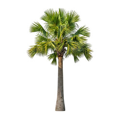 A tall palm tree with green leaves isolated on transparent background