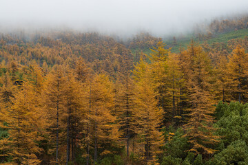 Beautiful autumn landscape. View of the autumn larch forest in the mountains. Larch trees with yellow crowns on a mountain slope. Low clouds. Traveling and hiking in northern nature. Fall season.