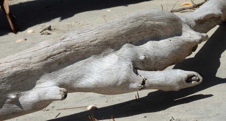 Abstraction from trees on a beach