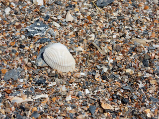 shells on a beach