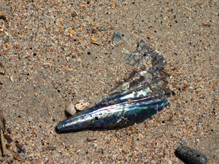 shells on a beach