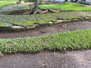 green tea plantation