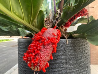 cactus in the garden