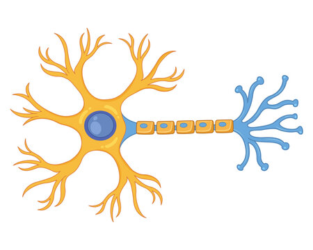 Anatomy of the neuron of the brain Illustration of the structure of a neuron